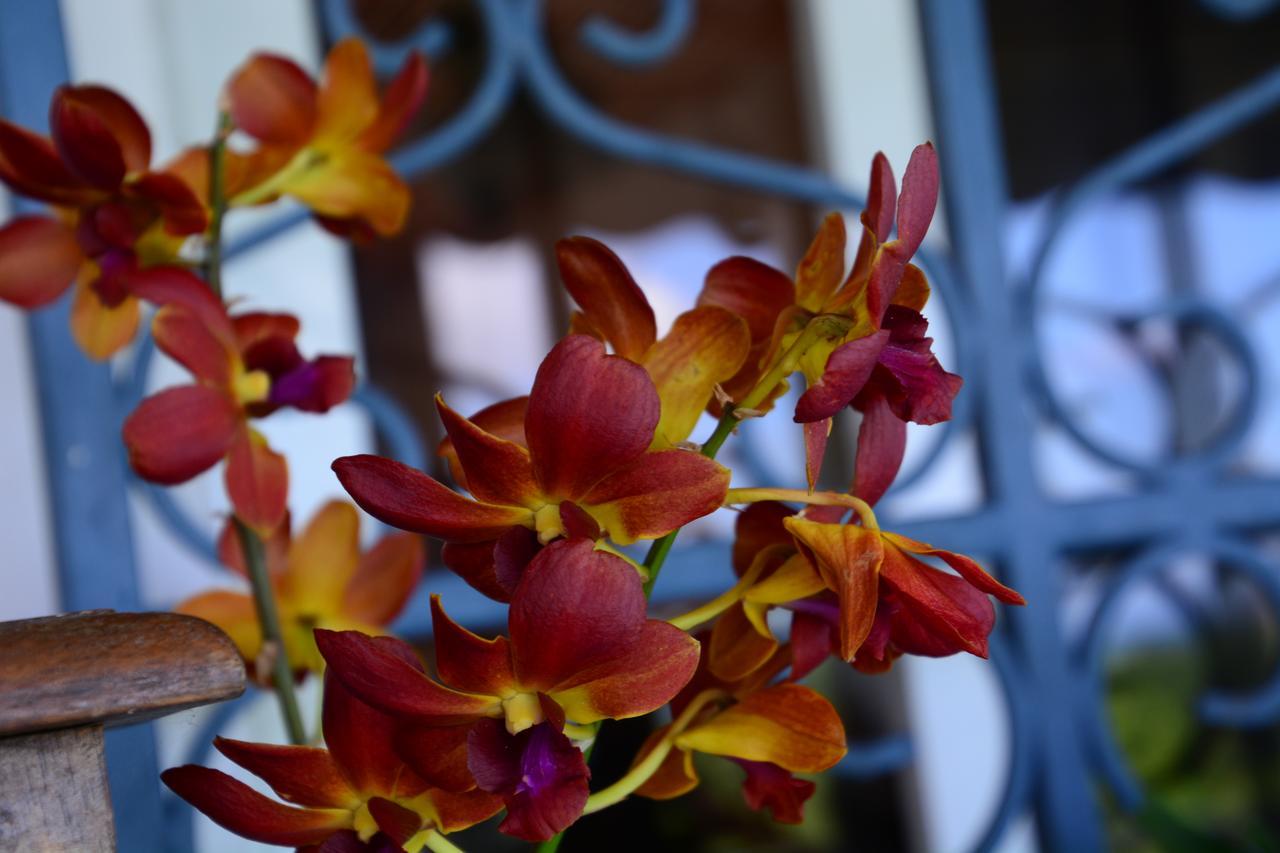 Villa Campeche เลส์ทรัวส์-ซีเลต์ ภายนอก รูปภาพ